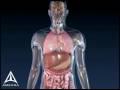 Asthma Animation 3D Medical Animation