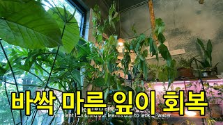 잎이 바짝 쪼그라든 식물에게 물을 줬더니 놀라운 변화가 일어났다. #shorts