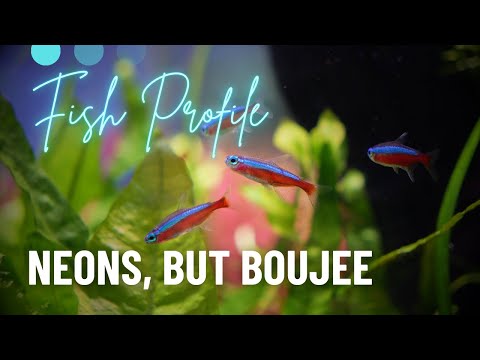 Cardinal Tetras – Beginner Care Guide (They’re NOT Neons!)