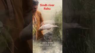 fish hunting #fishing #catfishfish #viralreels #villagelife #villagelife