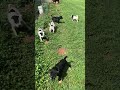 Mixed Breed dogs for sale: Spot - Video 2