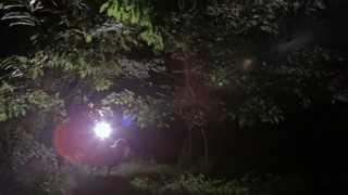 Dreamshow, 'Animals' Official Music Video