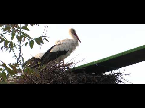 Klepetan & Malena - BrodPortal