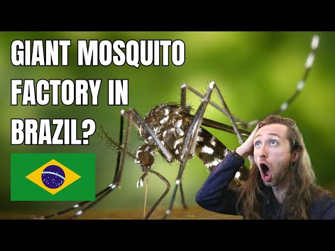 Brazil is Building a Mosquito Factory - Here's Why