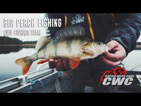 Big Perch Fishing - CWC Fishing Team