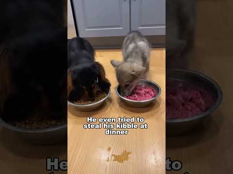 My Dog Brought A WOLF Home Through The Doggy Door