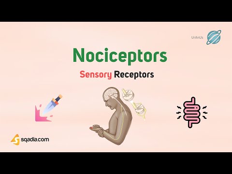 Sensory Receptors | Nociceptors | Anatomy and Physiology of CNS and PNS