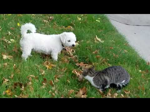 GRAN PELEA DE JACK  VS  GATO