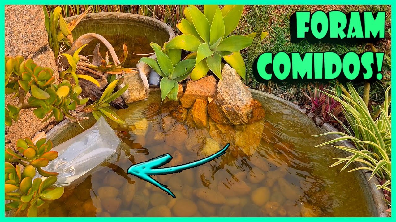 MEUS PEIXES FORAM TODOS COMIDOS!