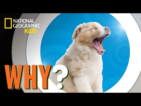 Why We Yawn | Why?