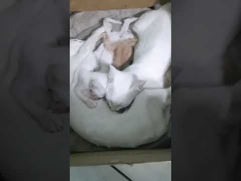 # twister still breastfeeding