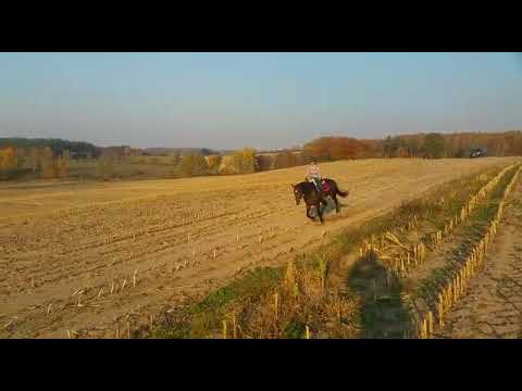 Natural Gallop  21.X.2018