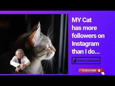 #instagram #instagramhashtags  #cheryljohnsonartist  My  Cat gets more likes on Instagram  Why