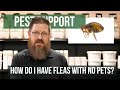 Why Do I Have Fleas When I Have No Pets?