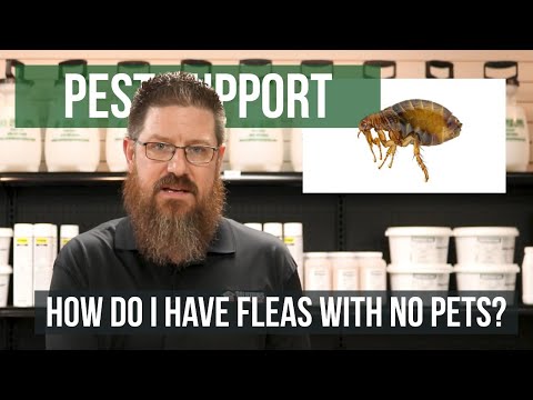 Why Do I Have Fleas When I Don't Have Any Pets? | Pest Support