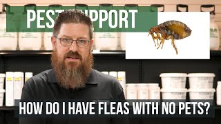 Why Do I Have Fleas When I Don