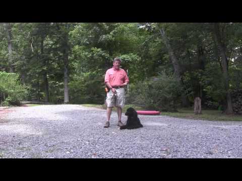 download lagu mp3 mp4 Poodle Puppy Training, download lagu Poodle Puppy Training gratis, unduh video klip Poodle Puppy Training