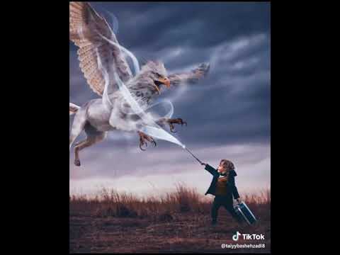 Harry Potar Kamal Status 2019