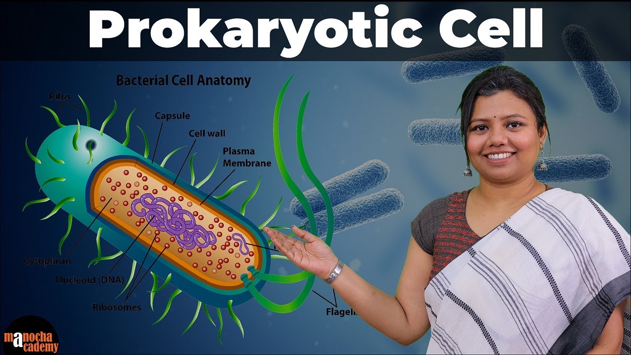 Prokaryotic Cell