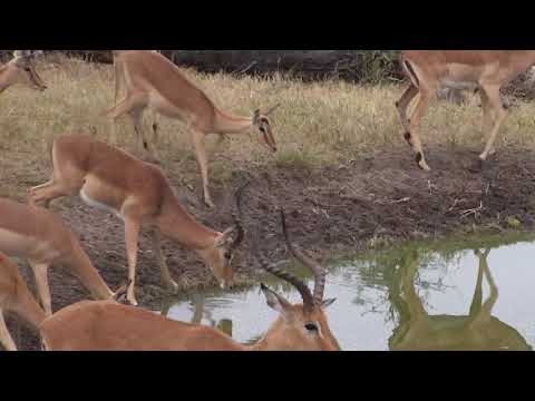 Djuma: Impala herd - 06:34 - 09/21/18