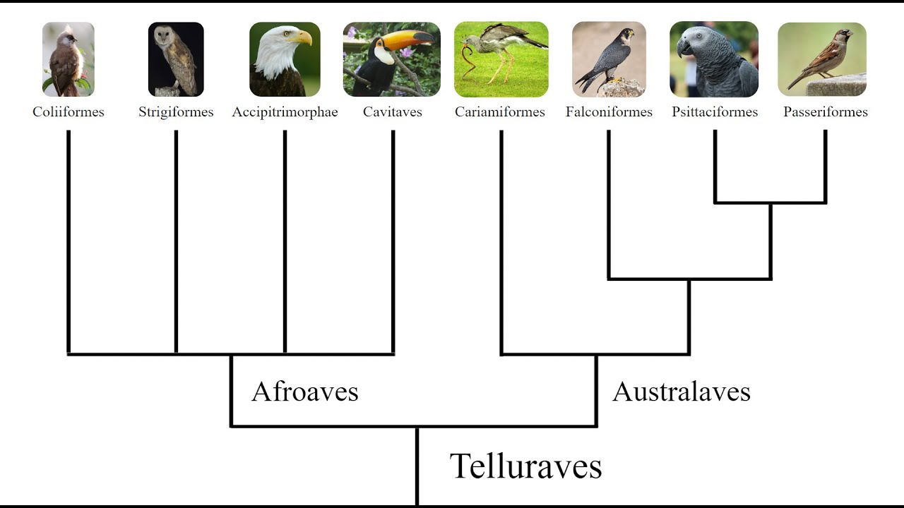 The Bird Family Tree: How all the Major Bird Groups are Related to Each Other.