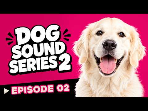 10 Sounds That Make Dogs Happy ❤️ Dog Sound Series 2 🐶 | Ep02