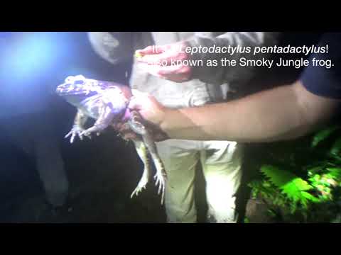 IUCN分類における絶滅の危険性を示す図。