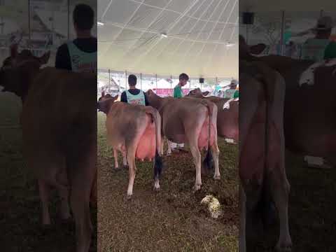 Etapa Nacional da Raça Jersey na cidade de Barbacena/MG.