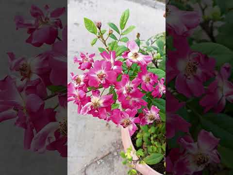 #flowers #gardening #rosegarden #thailand