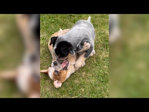 Blue Heeler v Red Heeler Naughty Australian Cattle Dog Puppies #puppy #australiancattledog