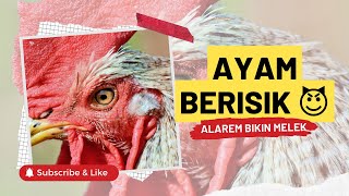 Download lagu Alarm Bangun Tidur Berisik | Suara Ayam Berkokok di Pagi Hari (Dijamin Langsung Melek) mp3 Download lagu Alarm Bangun Tidur Berisik | Suara Ayam Berkokok di Pagi Hari (Dijamin Langsung Melek) mp3