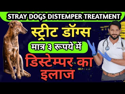 डिस्टेंपर का इलाज मात्र 3 रुपये मे | Street Dogs | Stray Dogs | Canine Distemper Treatment At Home
