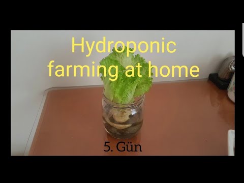 , title : 'Hydroponic Farming | Suda Marul Yetiştirme | Marul | Topraksız Tarım | hydroponic farming at home'