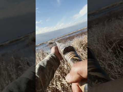 SNUCK UP ON MALLARDS! #shorts