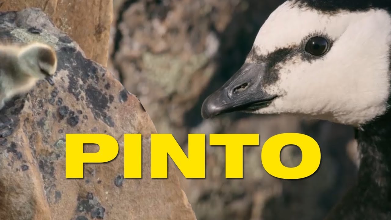 UMA LENDA CHAMADA PINTO