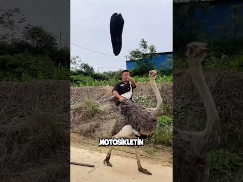 Adam deve kuşuyla kardeşini almaya gitti 😂#shorts