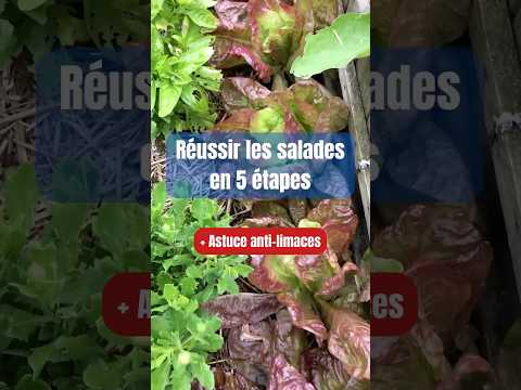 Growing Salad: 5 Steps & Slug Control Secret