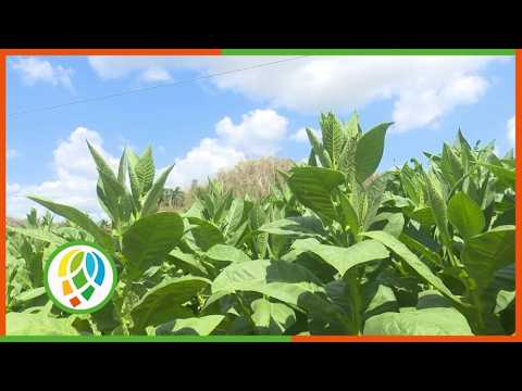 Esfuerzo que se traduce en productividad y eficiencia