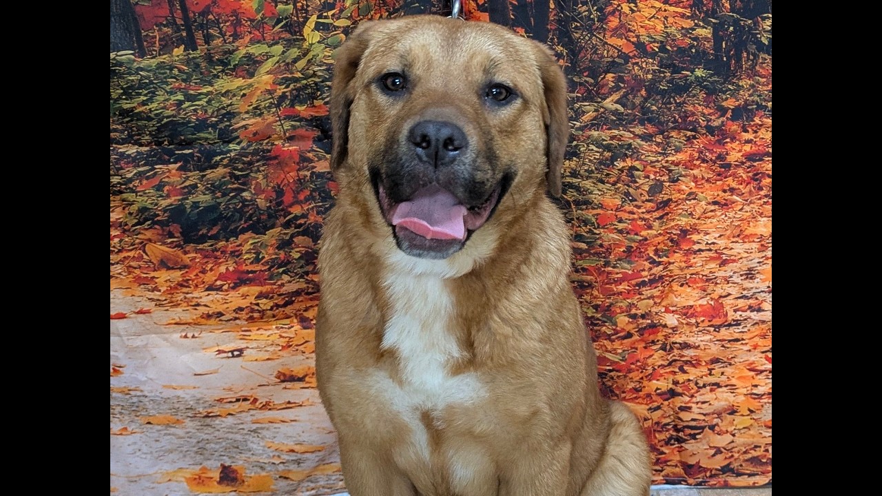 Enlarge Boudica, a ADOPTABLE mixed breed in Republic, WA video 6/6