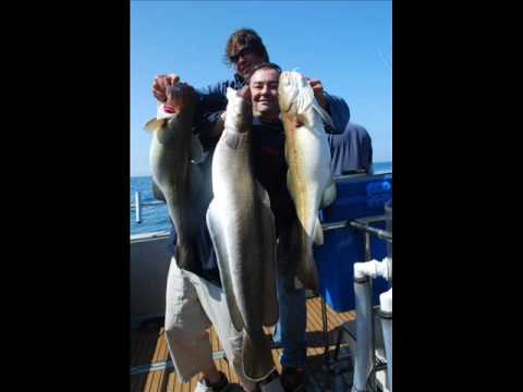 Large Cod,Pollock and Ling wreck fishing in  the English channel