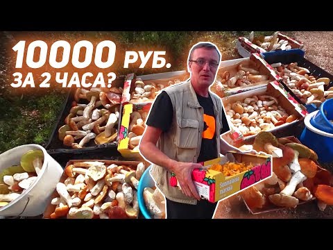 САМАЯ ЛЕГКАЯ РАБОТА В ФИНЛЯНДИИ. Сбор грибов - белый, лисичка