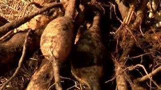 How Do I Store Dahlia Tubers? : Fall Gardening