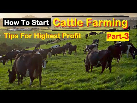 , title : 'How To Cattle Farming Business | Tips To Earn high Profit For Beginners | Cattle Farming | Part 3 |'