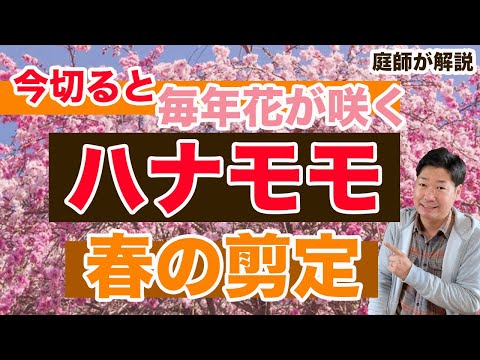 エルフの花:春の剪定