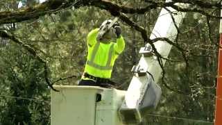 Managing trees near power lines