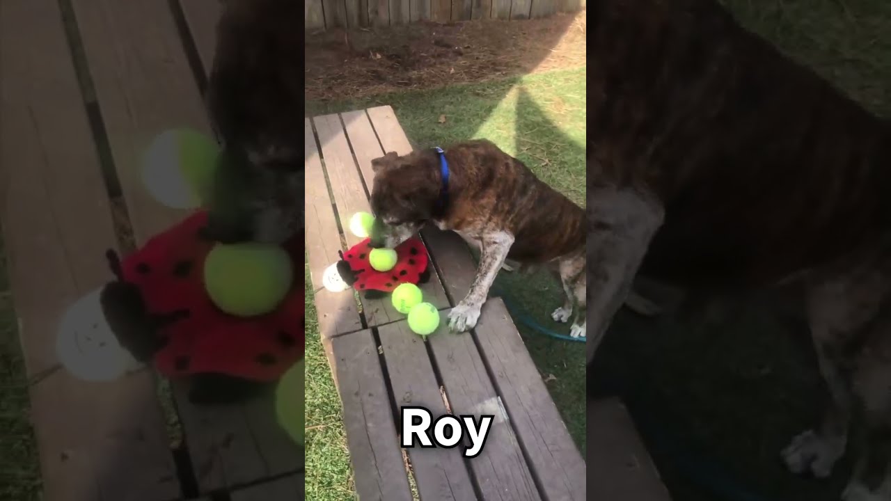 Enlarge Roy, a ADOPTABLE mixed breed in Kennesaw, GA video 6/6