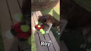 Video preview image #1 Bulldog-Unknown Mix Puppy For Sale in Kennesaw, GA, USA