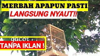 Download lagu suara merbah mata merah Untuk pikat & pancingan burung merbah NYAUT SEKETIKA. Pikat merbah mp3