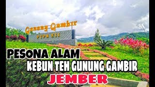 preview picture of video 'KEBUN TEH GUNUNG GAMBIR JEMBER'