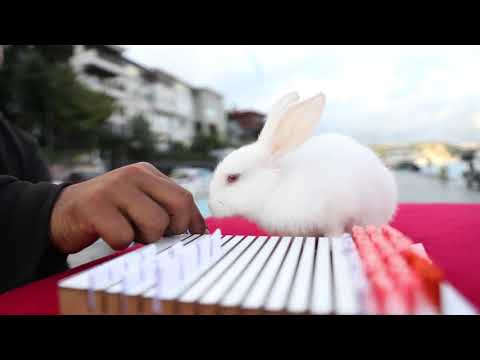 Yavuz & Tuğba — Niyet ile evlilik teklifi organizasyonu